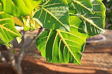 《赛博朋克2077》高清重制Mod 2.0发布 画面更逼真